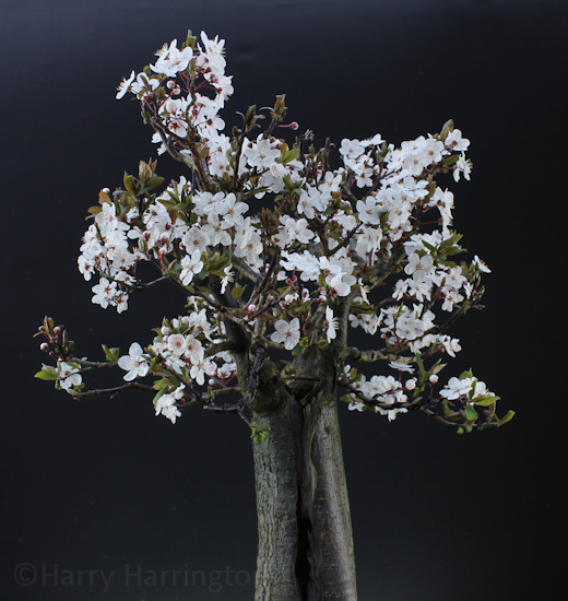 Black Cherry Plum Bonsai 